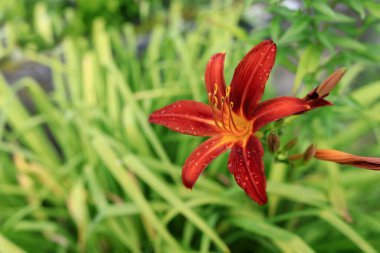 Yağmurdan sonraki zambak çiçeğinin ayrıntıları, Karelia.