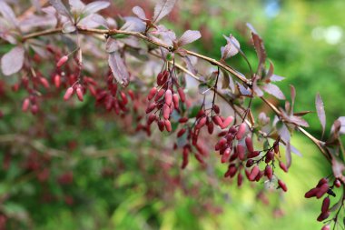 Yaz ormanında böğürtlen çalısı, Karelia