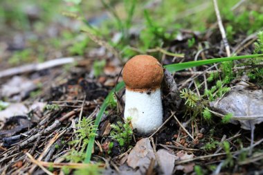 Karelia 'daki ormanda boletus manzarası