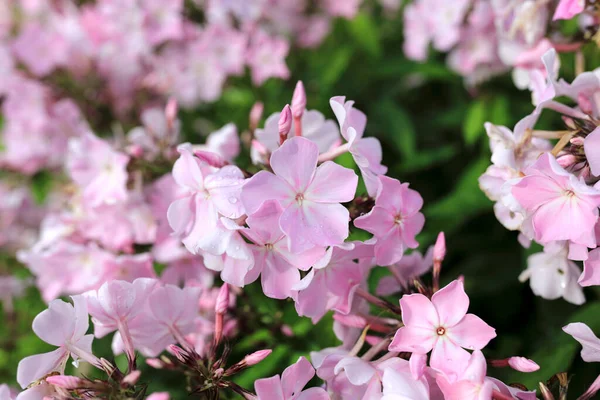 Pohled Růžovou Květinu Phlox Trávníku Karelia — Stock fotografie