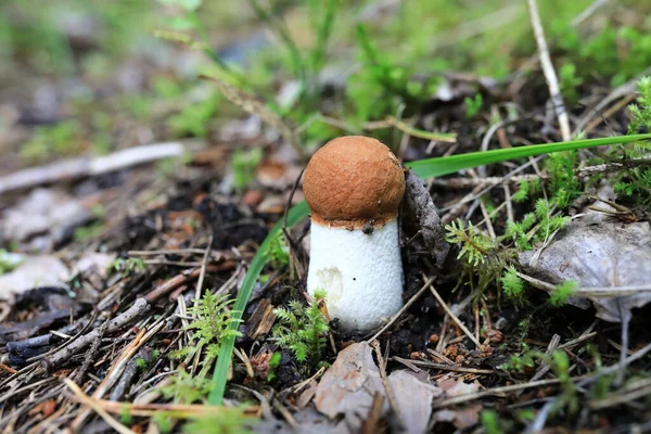 Pohled Boletus Lese Karelii — Stock fotografie