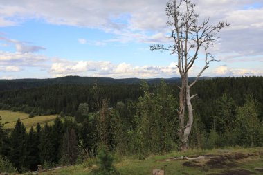 Yazın Paaso Dağı 'ndan Orman Manzarası, Karelia