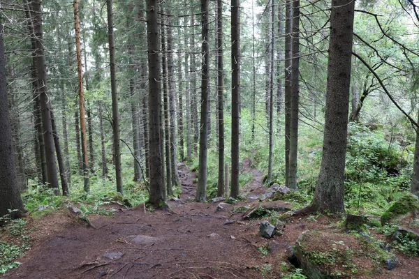 Деталі Соснового Лісу Влітку Карелія — стокове фото