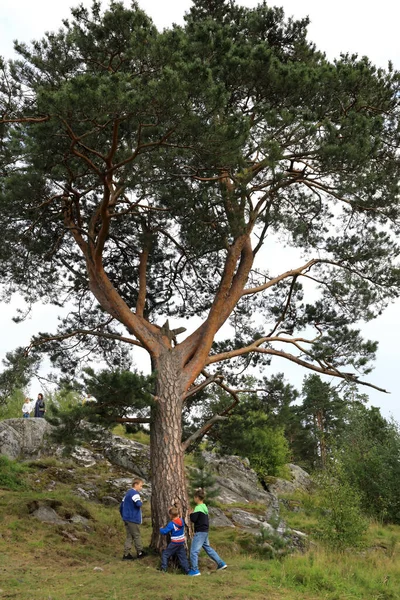 Barnen Går Runt Barrträd Karelen Ryssland — Stockfoto