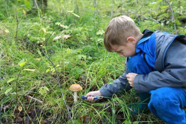 Çocuk ormanda mantar kesiyor, Rusya, Karelia