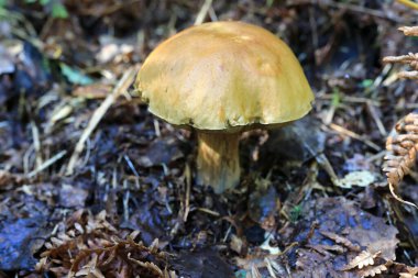 Yazın ormanda yenilebilir mantar, Karelia.