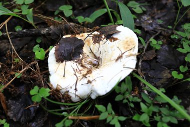 Ormanda süt mantarı manzarası, Karelia.