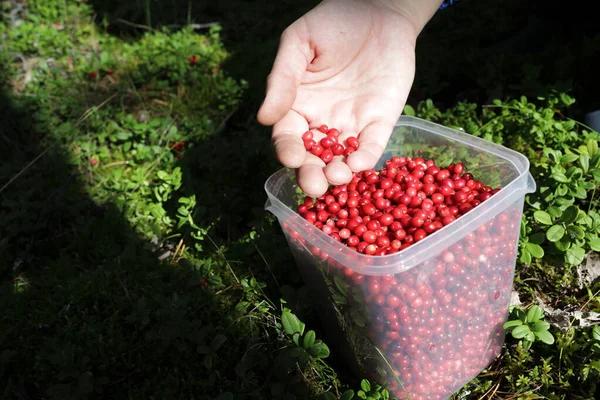 Person Picking Lingonberries Forest Russia Karelia — Stock Photo, Image