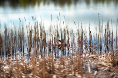su kuş yapma yuva. Doğa