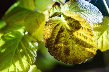 yeşil yapraklar, kapatın