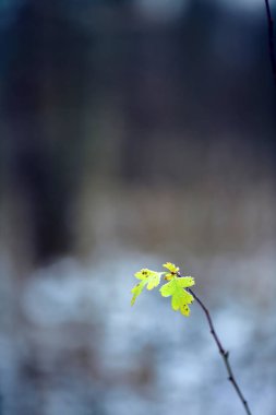 Yalnız Meşe yaprağı, yakın