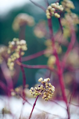 Kış fabrikayı kapatma
