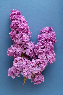 güzel Eflatun çiçekler, yakın çekim