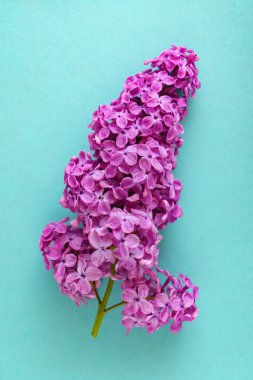 güzel Eflatun çiçekler, yakın çekim