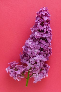 güzel Eflatun çiçekler, yakın çekim