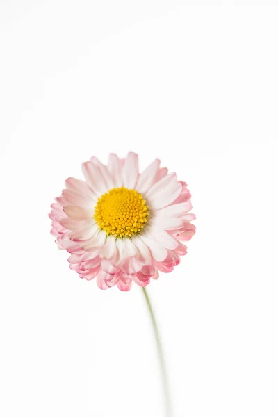 Daisy Blomman Isolerade Närbild — Stockfoto