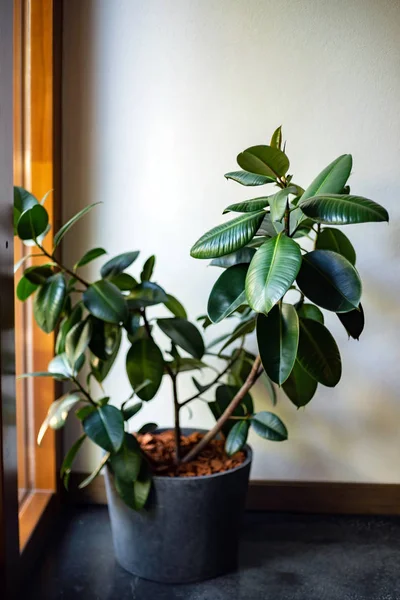 Gummipflanze Ficus Nahaufnahme — Stockfoto