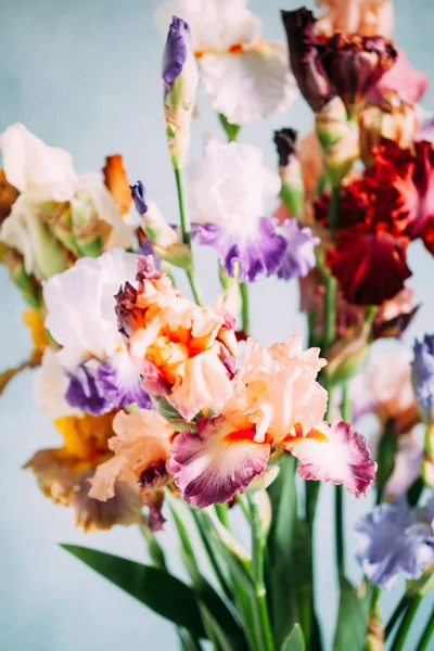 Bunte Irisblüten Aus Nächster Nähe — Stockfoto