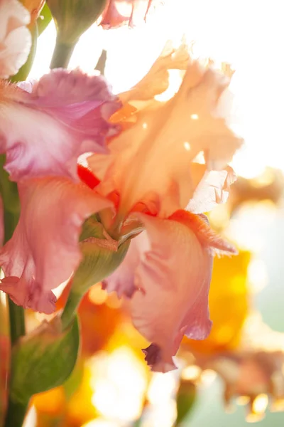日当たりの良い菖蒲の花 クローズ アップ — ストック写真