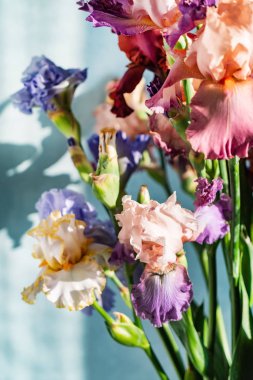 Renkli taze süsen demet, yakın çekim