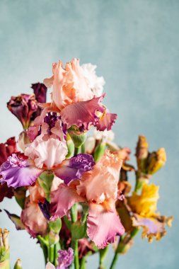 Renkli taze süsen demet, yakın çekim