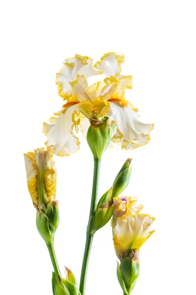 Iris Isolerad Vit Närbild — Stockfoto