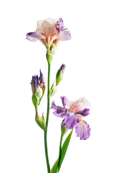 Iris Isolerad Vit Närbild — Stockfoto