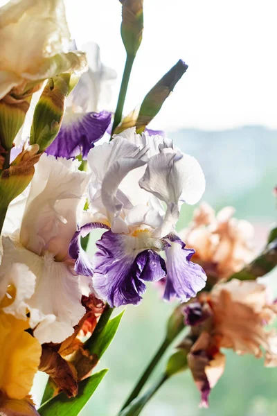 Branco Iris Freschi Colorati Vicino — Foto Stock