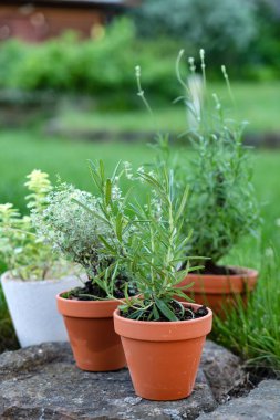 otlar büyüyen tencere. Flora