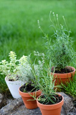 otlar büyüyen tencere. Flora