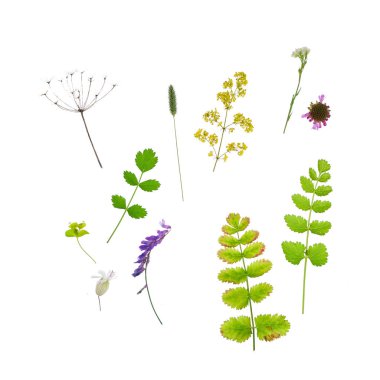 Beyaz arka plan doğa kompozisyonu