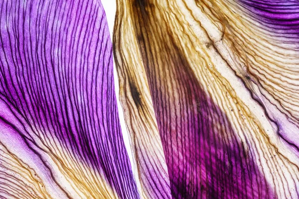 Iris Yaprakları Yakın Çekim — Stok fotoğraf