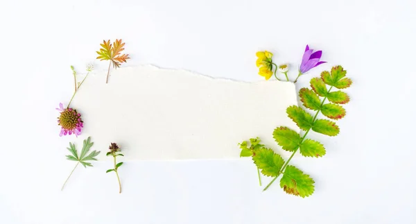 Nature Composition White Background — Stock Photo, Image