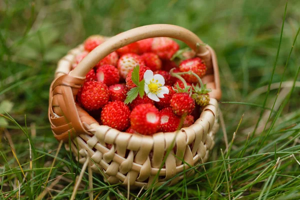 Wild Strawberries Basket Close — Stock Photo, Image