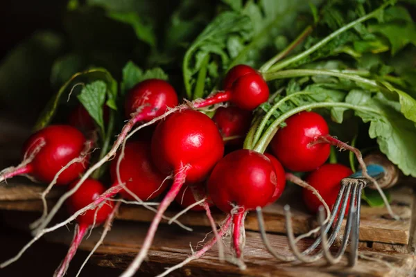 Young Radishes Leaves Close — Stock Photo, Image