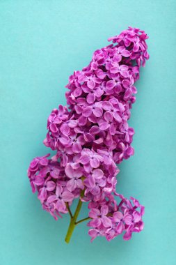 güzel eflatun çiçekler, yakın çekim. Flora