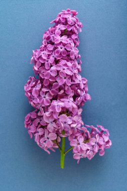 güzel eflatun çiçekler, yakın çekim. Flora