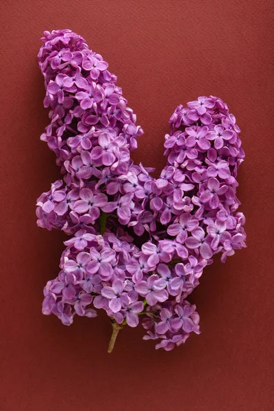 güzel eflatun çiçekler, yakın çekim. Flora