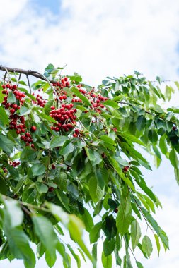 Olgun kırmızı kirazlar ağaçta