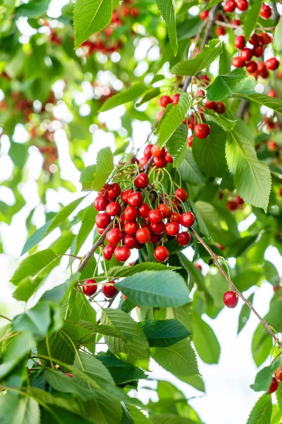 Ciliegie Rosse Mature Sull Albero — Foto Stock