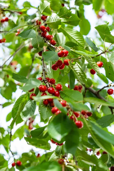 Ciliegie Rosse Mature Sull Albero — Foto Stock