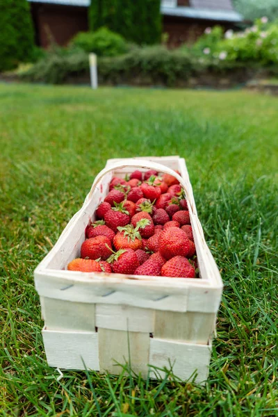 Fraises Dans Panier Gros Plan — Photo