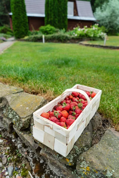 Fraises Dans Panier Gros Plan — Photo