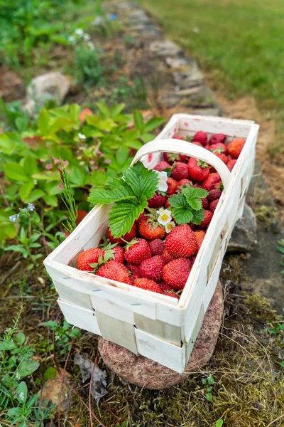 Fraises Dans Panier Gros Plan — Photo