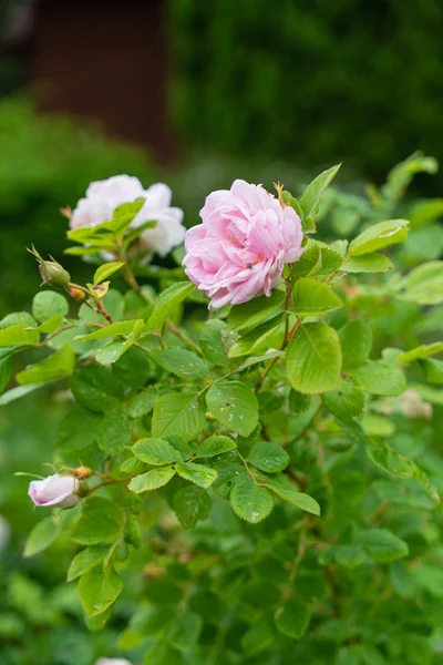 Rózsaszín Rózsák Nőnek Kertben — Stock Fotó