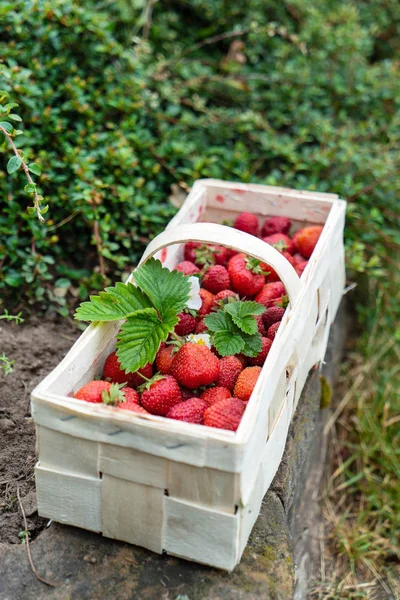 Fraises Dans Panier Gros Plan — Photo