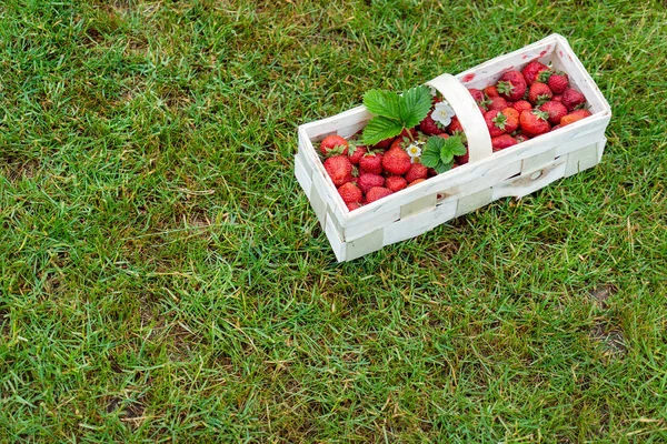 Fraises Dans Panier Gros Plan — Photo