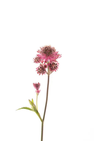Astrantia Çiçek Izole Yakın Çekim — Stok fotoğraf