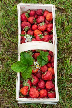 çilek sepeti, yakın çekim