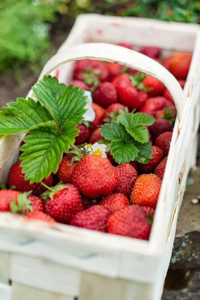 Strawberries Basket Close — Stock Photo, Image